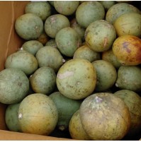 Bael fruit (Bilwa or Stone Apple)
